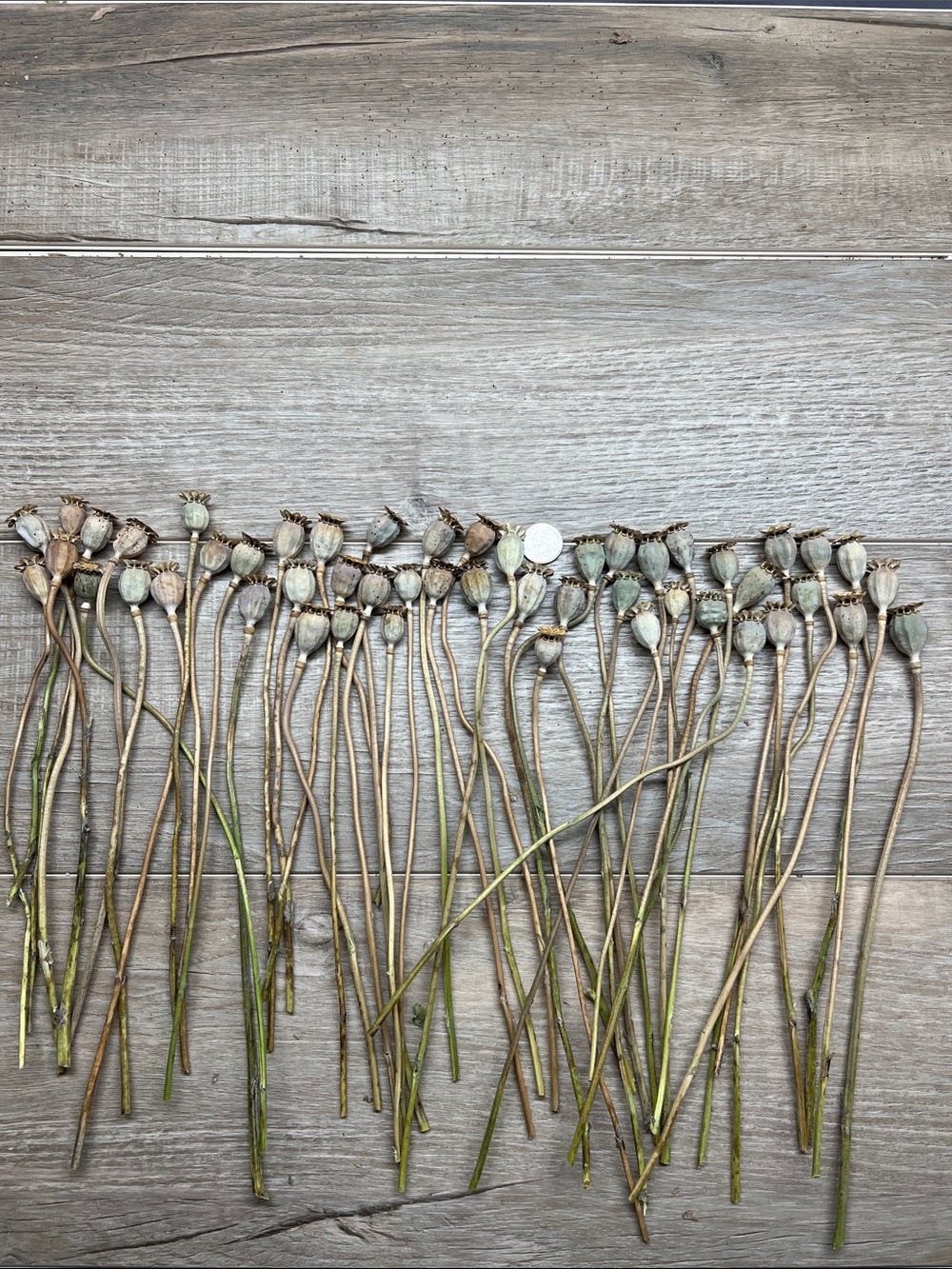 Neutral Dried Poppy Pod Stems โ Natural Accent 50 pods for home decor